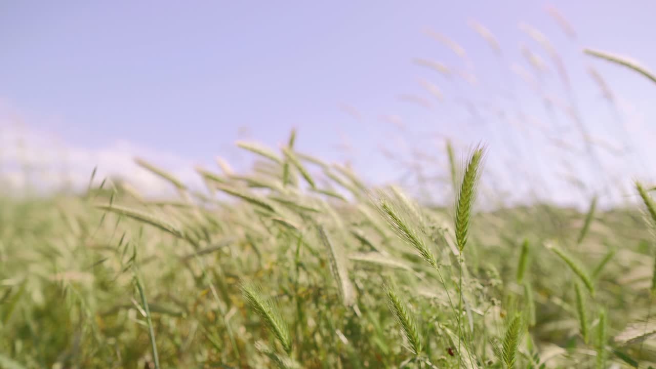 Closeup view of golden wheat swaying in gentle breeze under clear blue sky, nature, farming and agricultural view.