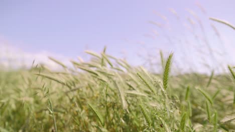 closeup view of golden wheat swaying in gentle breeze under clear blue sky, nature, farming and agricultural view.