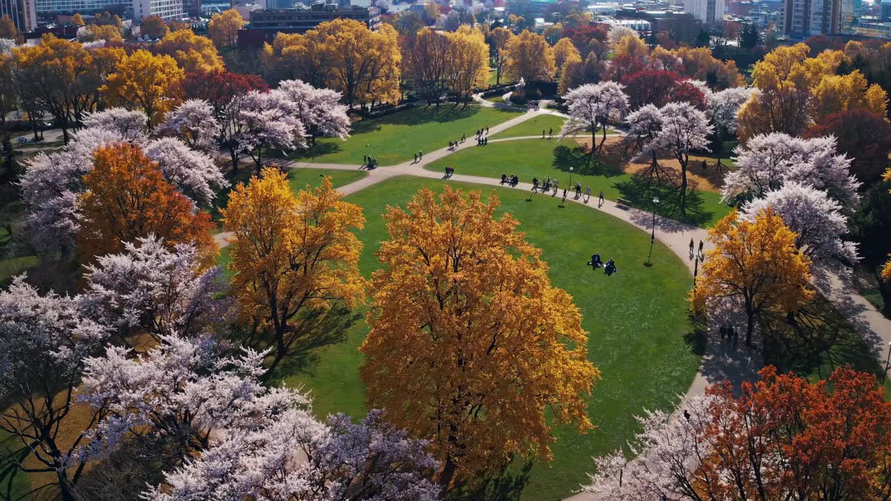 Aerial video captures a vibrant park in autumn, showcasing colorful trees and winding paths