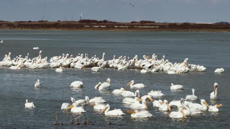 Gran-Colonia-De-Pelícanos-Blancos-Americanos-En-Las-Aguas-Poco-Profundas-A-Lo-Largo-De-La-Vía-Fluvial-Intercostera-Del-Golfo-En-El-Sur-De-Texas