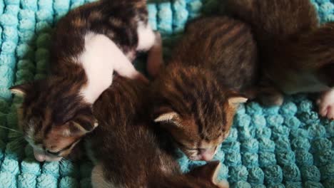 cute squirming kittens in their warm comfy pet bed