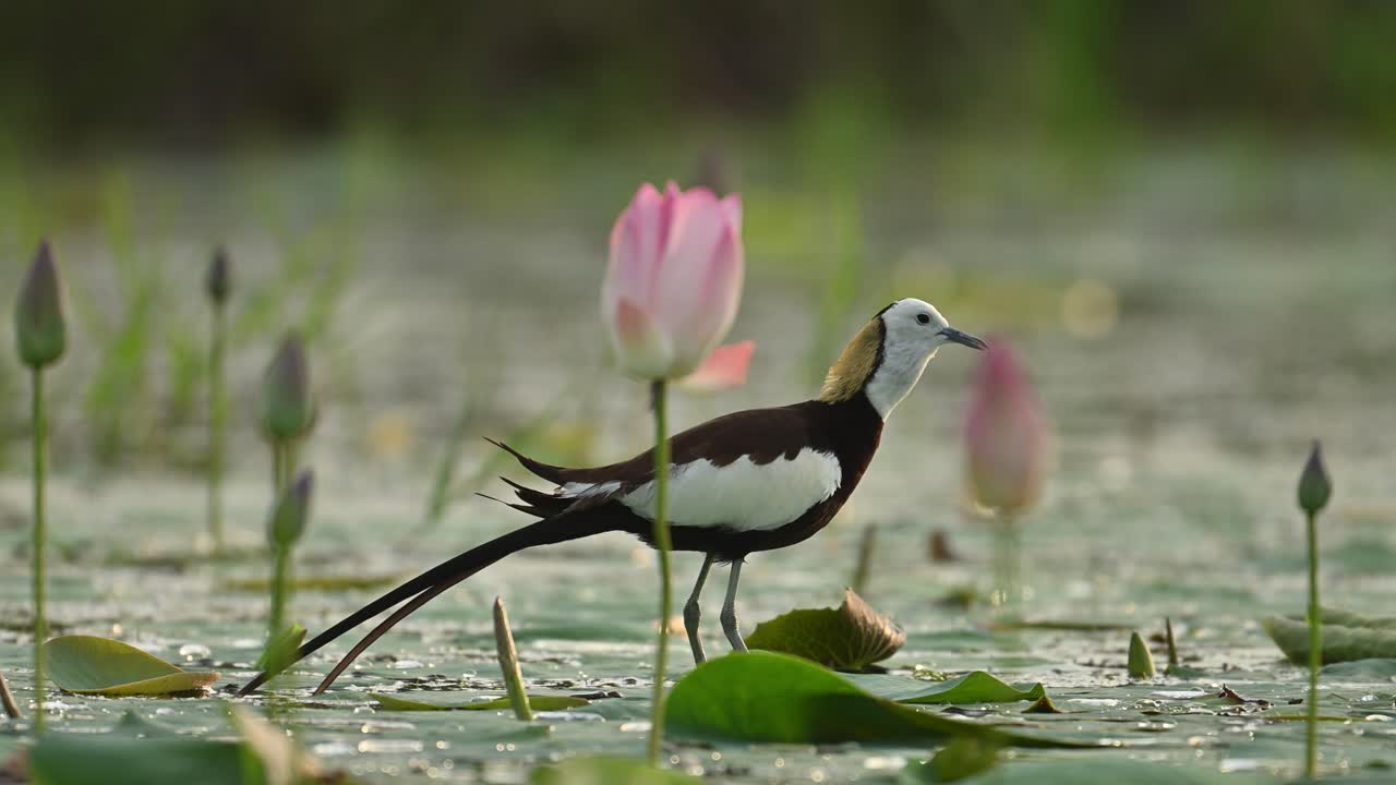 A Pheasant-tailed Jacana is captured closeup as it calls during sunset