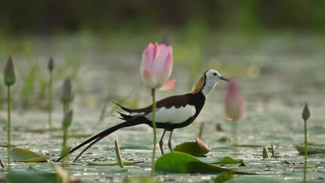 a pheasant-tailed jacana is captured closeup as it calls during sunset
