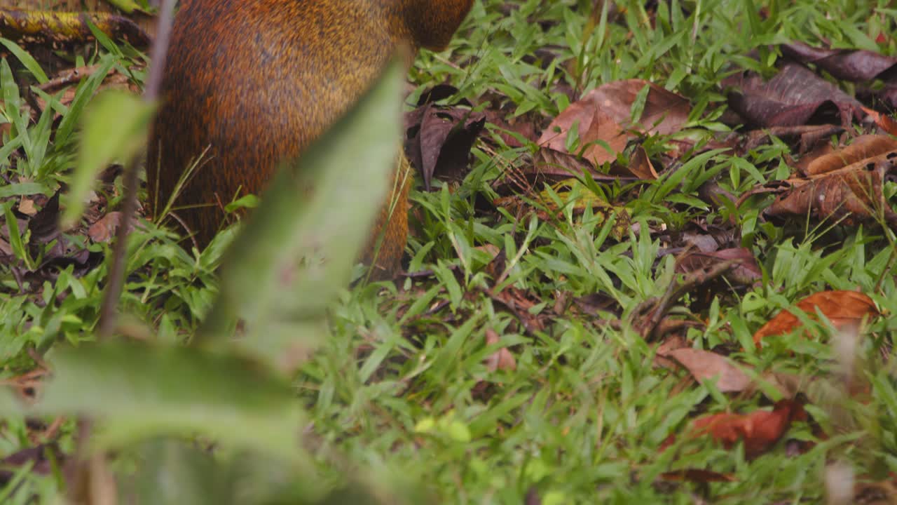 Agouti Walking and Foraging on Leaf-Covered Grass