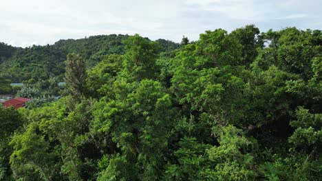 Filmische-Drohnenaufnahme-Von-Palmen-Und-üppigen-Bewaldeten-Hügeln,-Die-Den-Blick-Auf-Die-Malerische-Barangay-Stadt-In-Catanduanes,-Philippinen,-Freigibt
