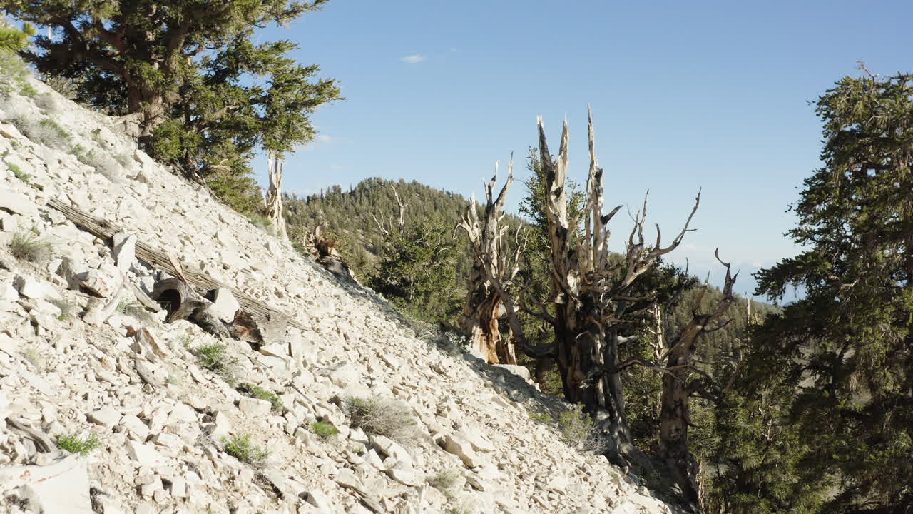 la cámara se desliza hacia atrás capturando la tierra blanca y los árboles del antiguo bosque de pinos de bristlecone, california, estados unidos