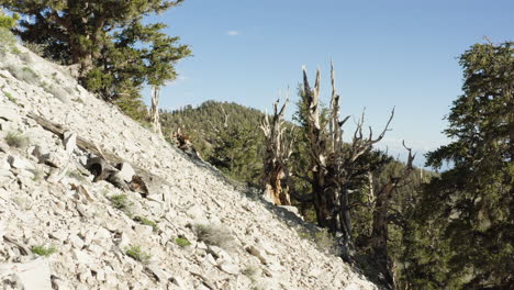 La-Cámara-Se-Desliza-Hacia-Atrás-Capturando-Tierras-Blancas-Y-árboles-Del-Antiguo-Bosque-De-Pinos-Bristlecone,-California,-Estados-Unidos.