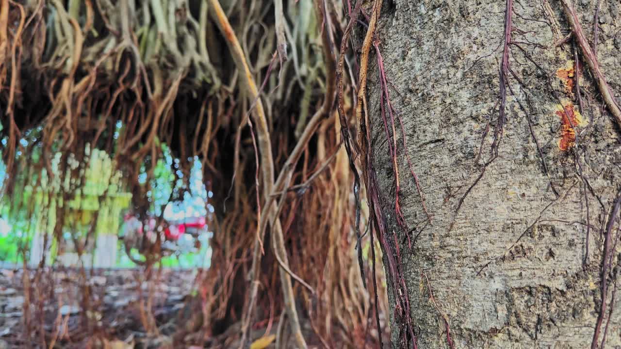 Crane-up shot rising along the aerial roots of Ficus benghalensis, revealing tangled hanging strands, textured trunk surfaces, and glimpses of bright foliage as the camera lifts smoothly upward