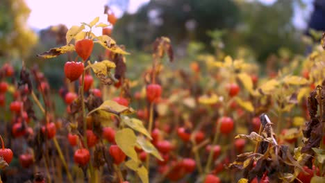 flores de campana naranja en el jardín de otoño mientras la gente pasa caminando en el fondo