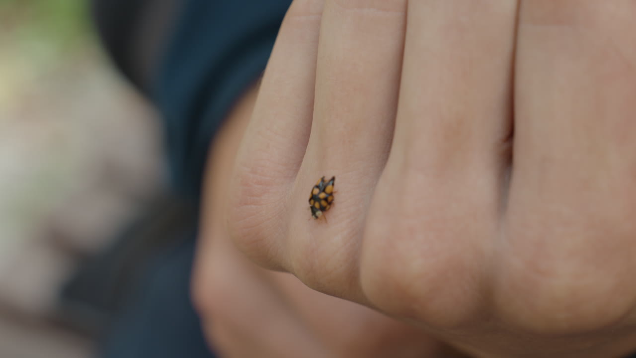 Nærbillede af mandlig knytnæve med mariehøne, blid udendørsscene, der viser insekt, der kravler langs hudens porer, blødt naturligt lys, lav dybdeskarphed, sløret grøn baggrund, mand observerer stille og roligt