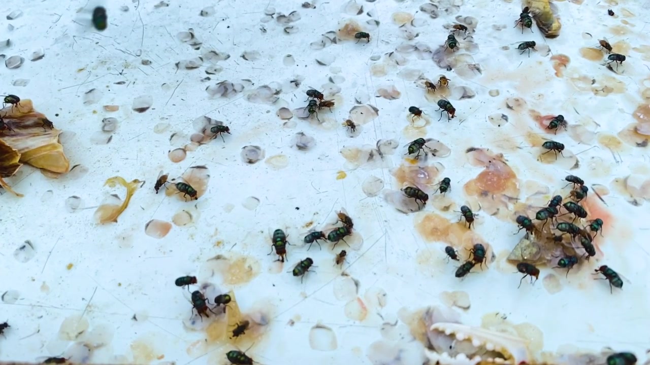 Mosche Lucilia sericata si radunano intorno a pesce in decomposizione e scarti di frutti di mare.
