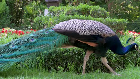 in valladolid's campo grande park, a majestic peacock with a radiant array of feathers roams freely among the greenery