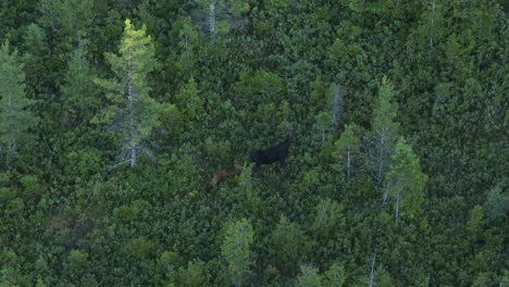 moose female with calf walking through woodland