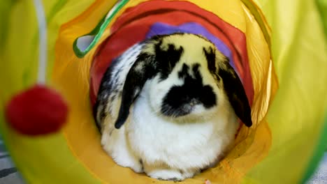 adorable bunny eating in a tube