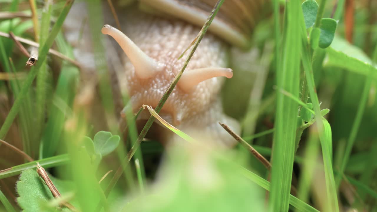 un primer plano macro de un caracol blanco arrastrándose lentamente a través de hojas verdes de hierba en busca de comida