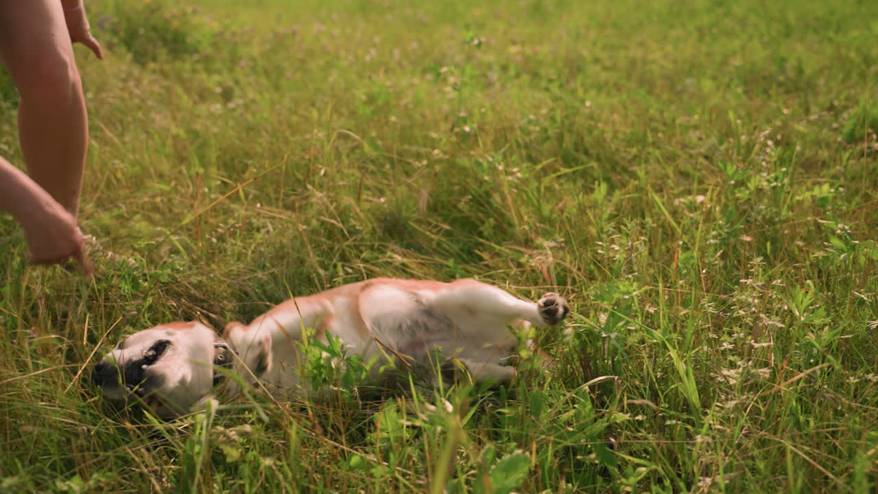 울창한 초록색으로 둘러싸인 빛의 날에 혀를 내밀고 땅 위에 굴러가는 개와 함께 야외에서 잔디에서 개와 함께 놀고 있는 사람의 부분적인 모습