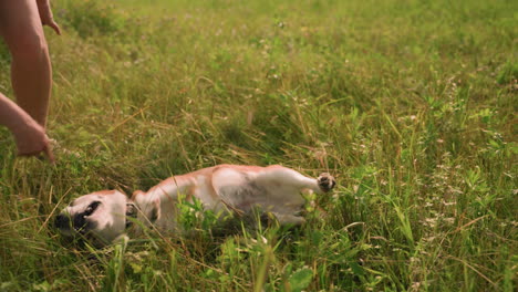 partial view of someone playing with dog outdoors on grassy field while dog rolls on ground with tongue out happily on sunny day, surrounded by lush greenery