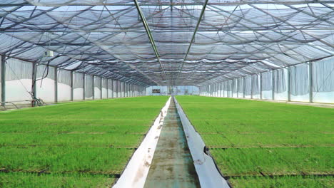 young plants growing in rows in greenhouse. seedlings in large plant nursery