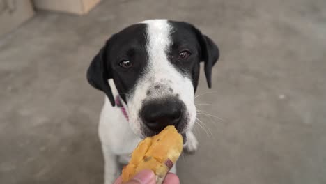 el perro que alimenta a mano, el perro hambriento que come, la cabeza de un animal gracioso de cerca.