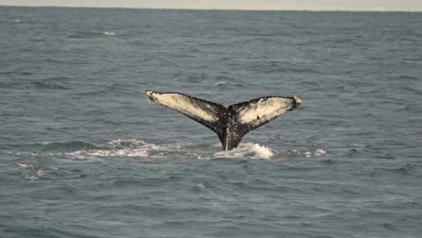 a majestic whale's tail, or fluke, rises and dives into the waters off husavik, iceland, showcasing the power and grace of marine life during a whale watching expedition