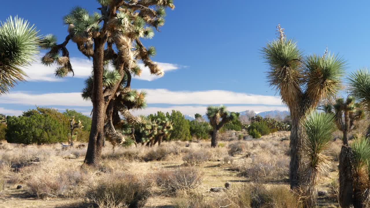 hábitat prístino de la reserva natural del desierto con árboles de josué y montañas bajo un cielo azul en el sur de california