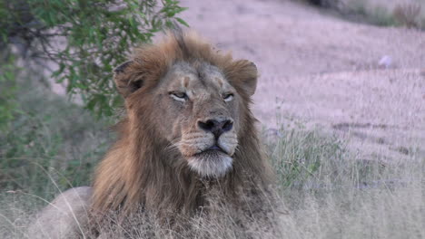 Close-up-of-a-male-lion-as-he-intently-watches-something