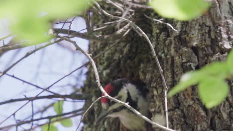 Cute-adult-spotted-woodpecker-bird-parent-tweeting-while-perched-at-entrance-of-nest-with-branches-in-front,-Gran-Canaria,-Canary-Islands,-sunny-day