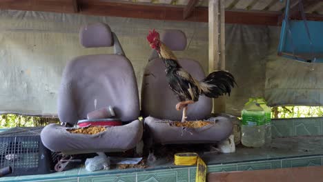 Modernes-Wildhahnhuhn-Steht-Auf-Alten-Beschädigten-Schrottautositzen-Auf-Dem-Schrottplatz