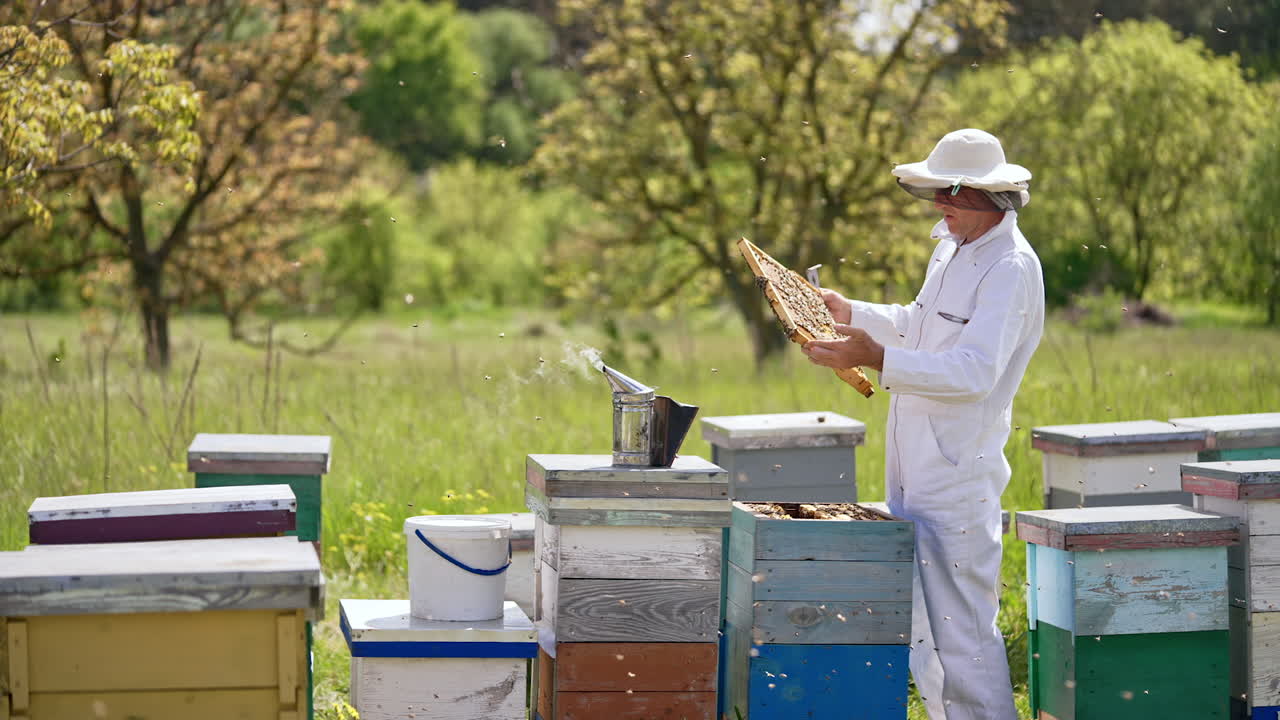 Male beekeeper in white outfit and protective hat takes frame out of beehive. Smoke comes from a smoker on the wooden hive. Garden in blur at backdrop.