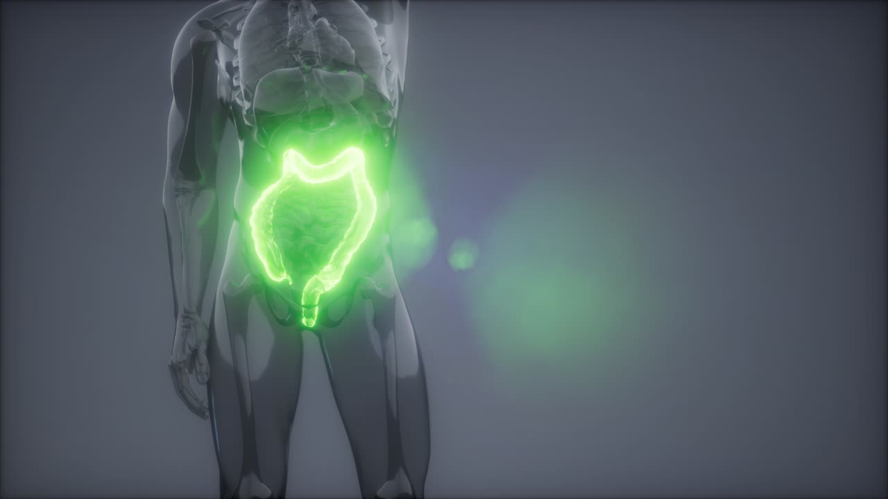 examen de radiología del colon humano