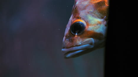 flag rockfish peeking around an underwater corner - close up