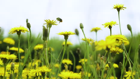 un abejorro alimentándose de flores silvestres amarillas