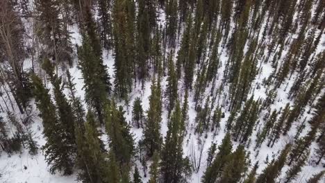 Picturesque-Yukon-winter-scenic-flight-directly-above-tall-spindly-evergreen-trees-with-snow-covered-ground-in-forest,-Canada,-overhead-aerial-pull-back