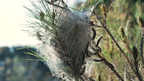 baby caterpillars on a tree