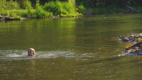 young caucasian boy swims on tranquil lake