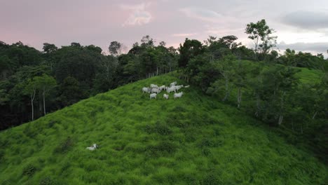 Muñeca-Aérea-Sobre-Una-Manada-De-Ganado-Pastando-En-Una-Colina-De-Hierba-Verde-Rodeada-De-Bosque-En-Una-Puesta-De-Sol-Nublada-En-Costa-Rica