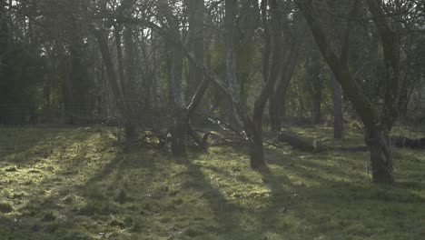 Sun-Spills-Onto-Edge-Of-Old-Orchard-4K