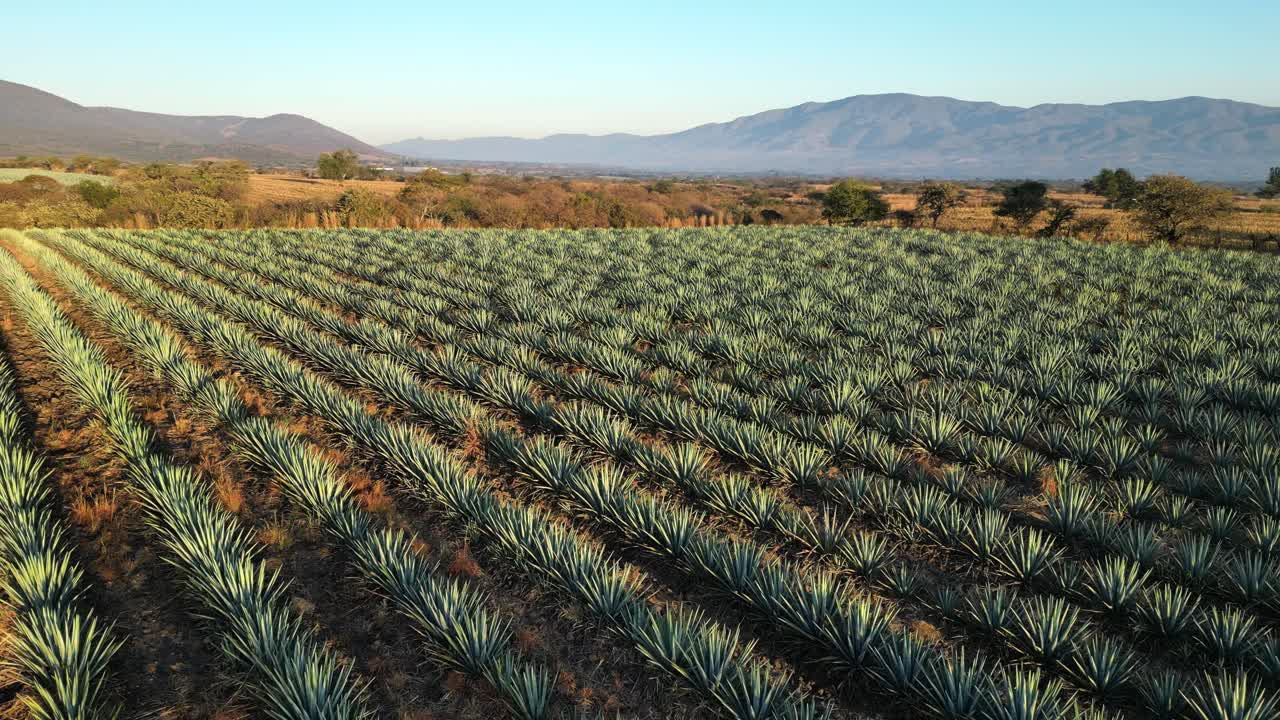 Meksika'nın Jalisco Michoacán bölgesindeki agave tarlası sıraları gün doğumu zamanı. Havadan drone görüntüsü, sisli tepelerle çevrili, sıcak sabah ışığında mükemmel şekilde hizalanmış ekinleri gösteriyor.
