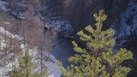 Pino-Que-Crece-En-Una-Pendiente-Empinada-Con-Un-Río-Corriendo-En-Segundo-Plano-En-Vilnius