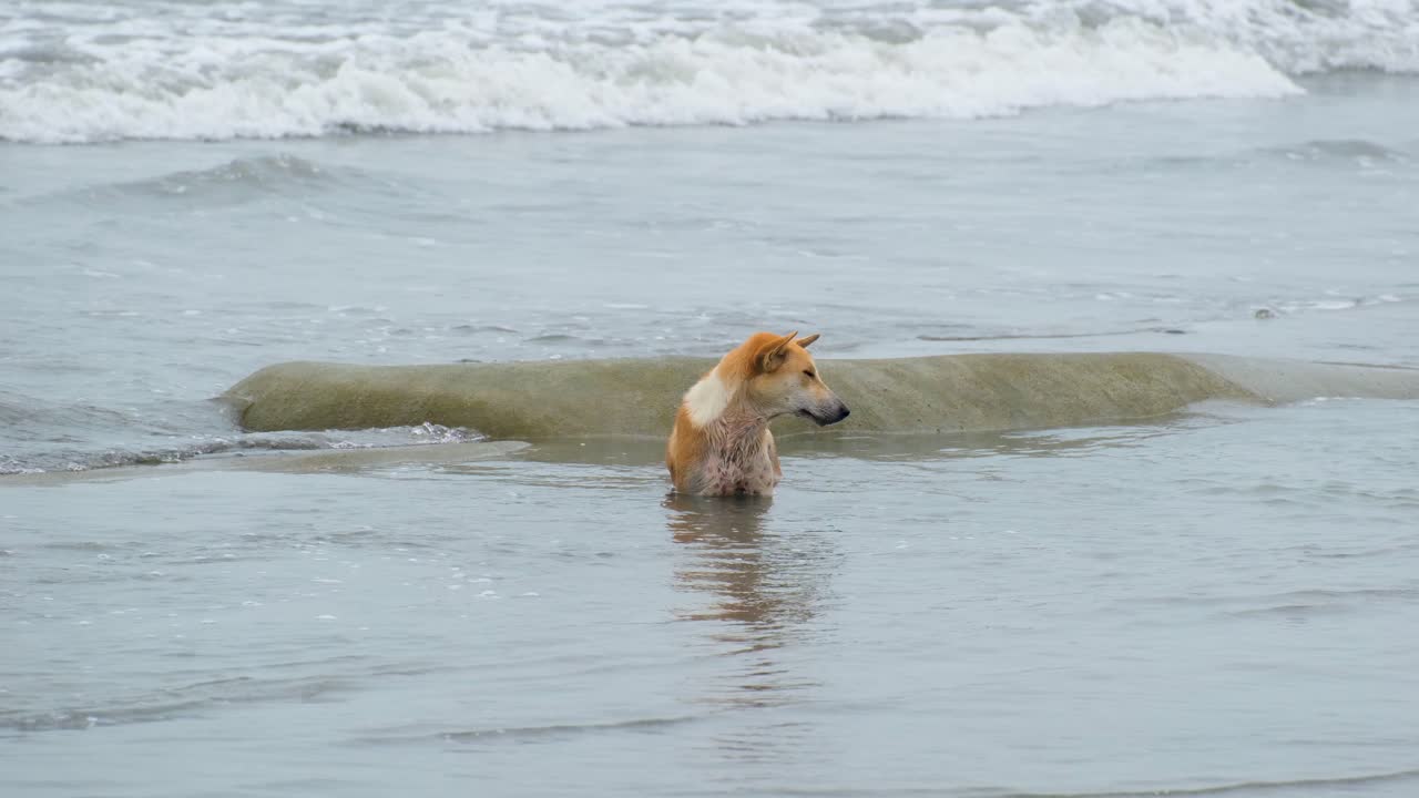 방글라데시 의 쿠아카타 해변 에서 물 에 서 있는 국내 강아지