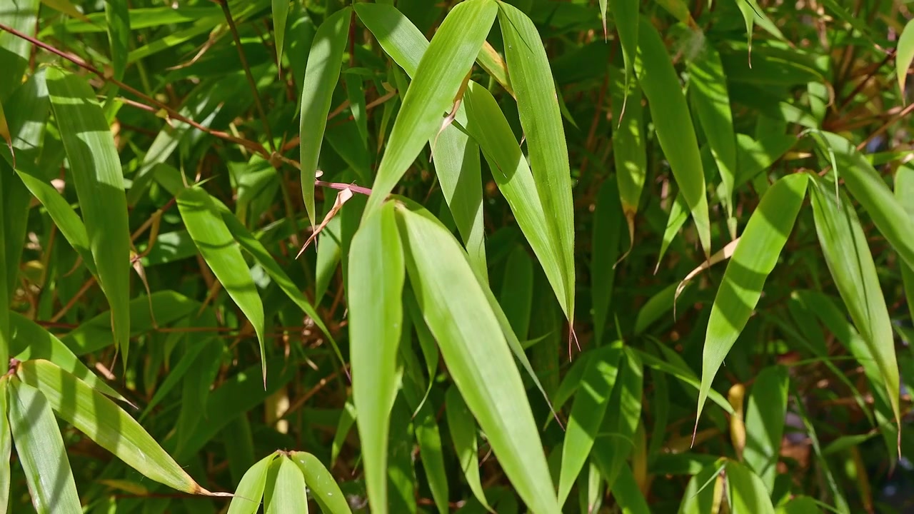 Primo piano di foglie di bambù dorate che ondeggiano al vento