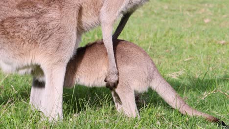 a young kangaroo joey closely interacts with its mother in a lush, grassy environment.