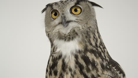 Eurasian-eagle-owl-looking-at-camera-intensely