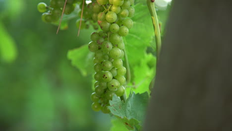 Slow motion shot in a vineyard with grape clusters