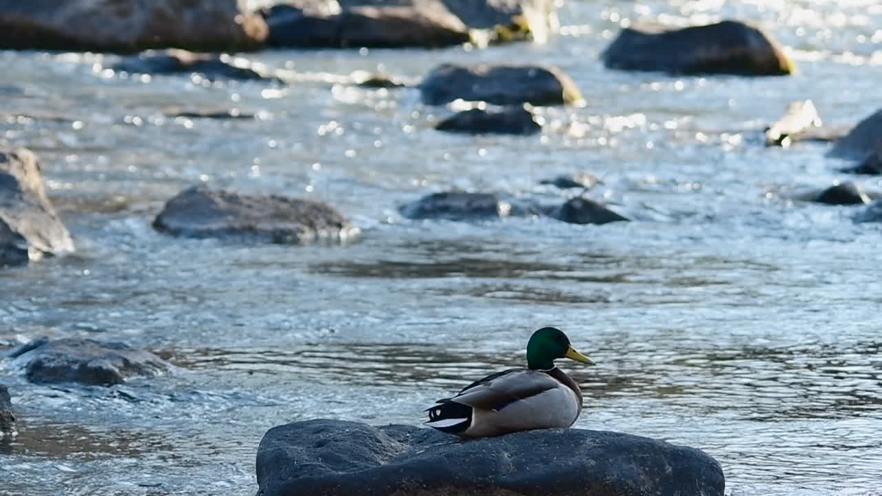 Mallard sitting on a rock in a river