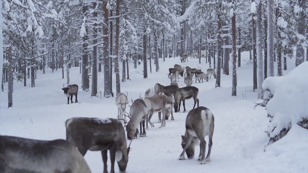manada de renos tratando de encontrar algo para comer en el suelo congelado en laponia finlandia
