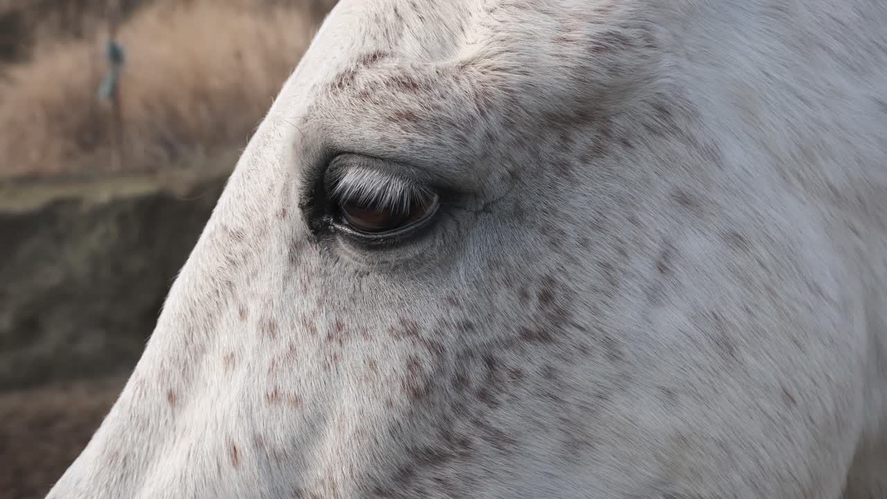 Serene white horse gently closing its eye in a tranquil ranch setting