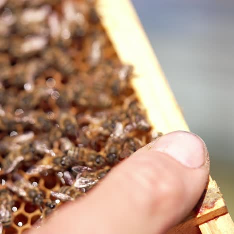 honey cells with fresh honey. bees crawling and fluttering wings on honeycombs full of organic honey. man's hand touches bees. macro shot