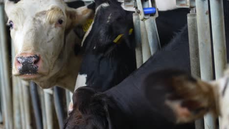 close up of heifers in barn