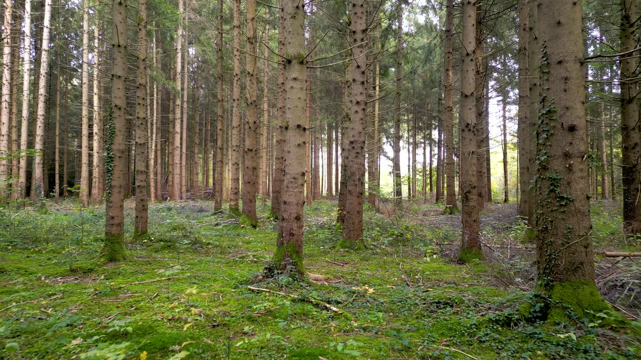 drone aerea otoño bosque dorado colores hojas